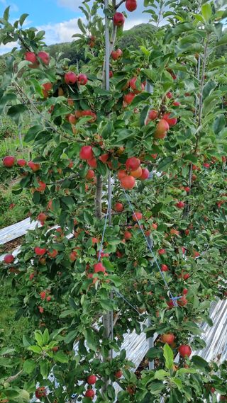 조동원님의 9월 내 작물 자랑하기 · 참여글 작성글 사진