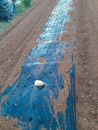 정상훈님의 배추 · 파종•정식 작성글 사진