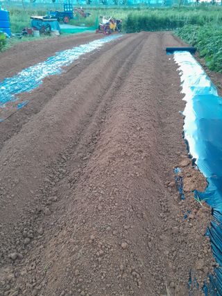 정상훈님의 배추 · 파종•정식 작성글 사진