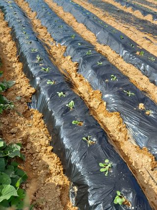 정상훈님의 배추 · 파종•정식 작성글 사진