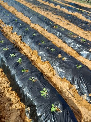 정상훈님의 배추 · 파종•정식 작성글 사진