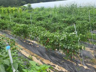 김현정님의 고추 · 시세•판로 작성글 사진