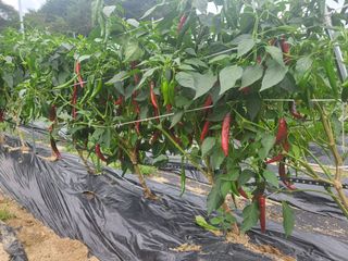 김현정님의 고추 · 시세•판로 작성글 사진