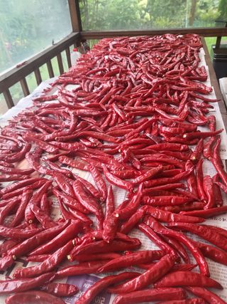 김현정님의 고추 · 시세•판로 작성글 사진