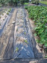 팜모닝 배추·영농일지 게시글 이미지