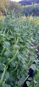 팜모닝 9월 내 작물 자랑하기·참여글 게시글 이미지