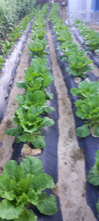 양배추11760님의 9월 내 작물 자랑하기 · 참여글 작성글 사진