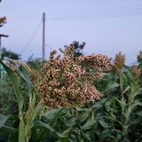 팜모닝 9월 내 작물 자랑하기·참여글 게시글 이미지