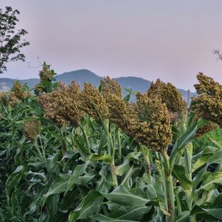 이종권님의 9월 내 작물 자랑하기 · 참여글 작성글 사진