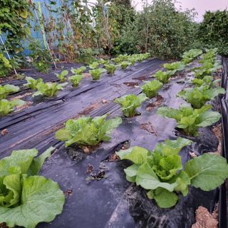 이종권님의 9월 내 작물 자랑하기 · 참여글 작성글 사진