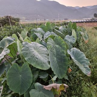 이종권님의 9월 내 작물 자랑하기 · 참여글 작성글 사진