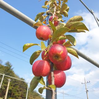 임태록(슬송아농원)님의 사과 · 일상 작성글 사진