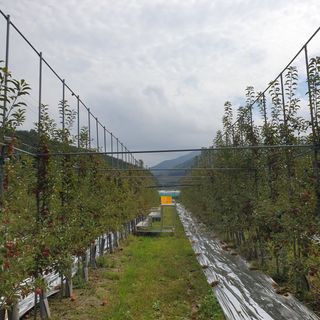 임태록(슬송아농원)님의 사과 · 일상 작성글 사진