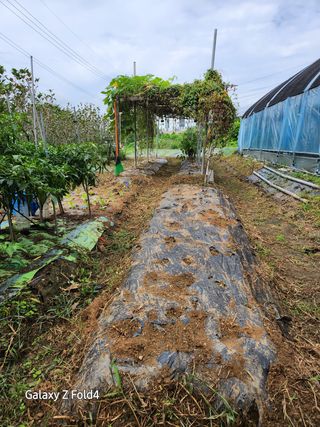 이훈정(시몬)님의 기타작물 · 영농일지 작성글 사진