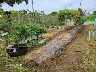 이훈정(시몬)님의 기타작물 · 영농일지 작성글 사진