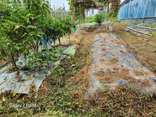 이훈정(시몬)님의 기타작물 · 영농일지 작성글 사진