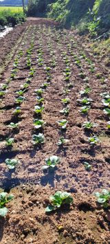 팜모닝 9월 내 작물 자랑하기·참여글 게시글 이미지