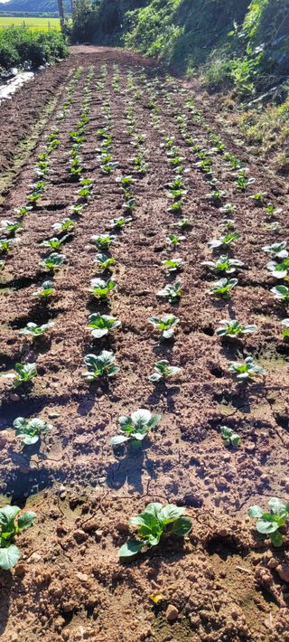 보령농민김영식님의 9월 내 작물 자랑하기 · 참여글 작성글 사진