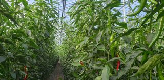 전봉우(채미농원)님의 고추 · 일상 작성글 사진