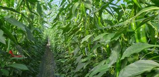 전봉우(채미농원)님의 고추 · 일상 작성글 사진