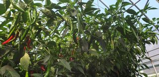 전봉우(채미농원)님의 고추 · 일상 작성글 사진