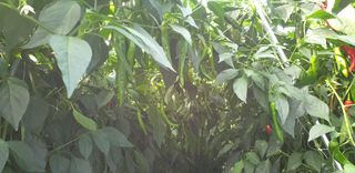 전봉우(채미농원)님의 고추 · 일상 작성글 사진