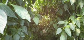 전봉우(채미농원)님의 고추 · 일상 작성글 사진