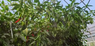 전봉우(채미농원)님의 고추 · 일상 작성글 사진