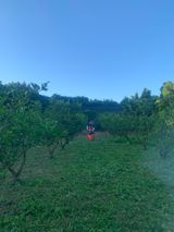 팜모닝 귤·영농일지 게시글 이미지