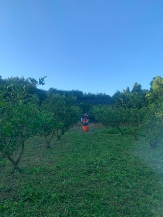 쭈야네농장님의 귤 · 영농일지 작성글 사진