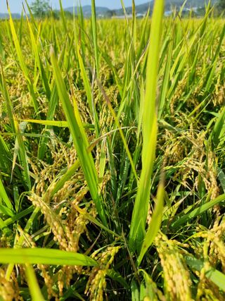 우희태님의 벼 · 자유게시판 작성글 사진