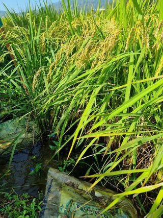 우희태님의 벼 · 자유게시판 작성글 사진