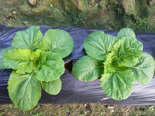 혜향님의 배추 · 일상 작성글 사진