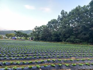 혜향님의 배추 · 일상 작성글 사진