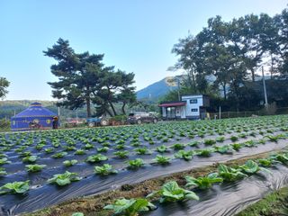 혜향님의 배추 · 일상 작성글 사진