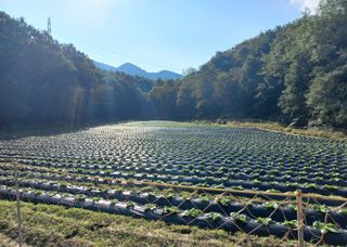 혜향님의 배추 · 일상 작성글 사진