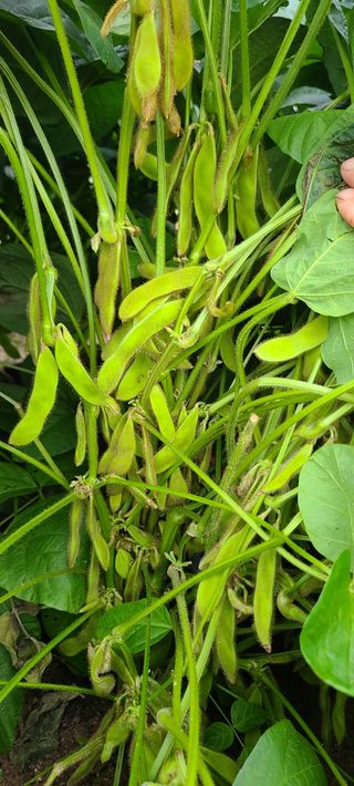 힐스님의 9월 내 작물 자랑하기 · 참여글 작성글 사진