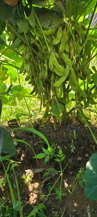 힐스님의 9월 내 작물 자랑하기 · 참여글 작성글 사진