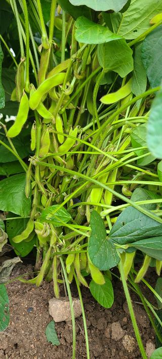 힐스님의 9월 내 작물 자랑하기 · 참여글 작성글 사진