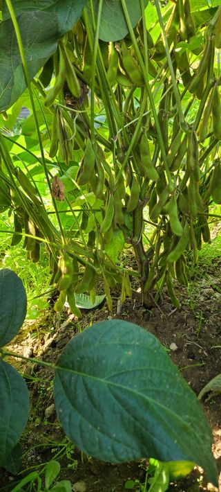 힐스님의 9월 내 작물 자랑하기 · 참여글 작성글 사진