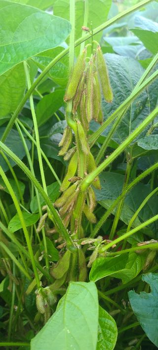 힐스님의 9월 내 작물 자랑하기 · 참여글 작성글 사진