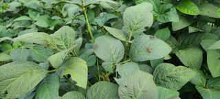 힐스님의 9월 내 작물 자랑하기 · 참여글 작성글 사진