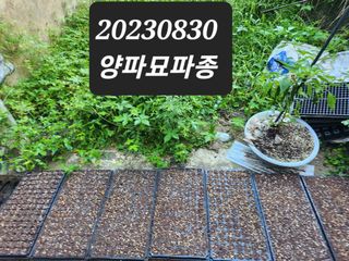 김영복 19146님의 9월 내 작물 자랑하기 · 참여글 작성글 사진