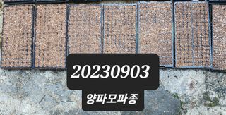 김영복 19146님의 9월 내 작물 자랑하기 · 참여글 작성글 사진