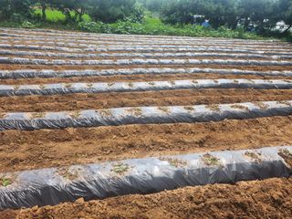 김영복 19146님의 9월 내 작물 자랑하기 · 참여글 작성글 사진