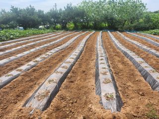 김영복 19146님의 9월 내 작물 자랑하기 · 참여글 작성글 사진