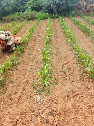 김영복 19146님의 9월 내 작물 자랑하기 · 참여글 작성글 사진