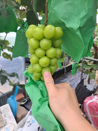 벼27765님의 9월 내 작물 자랑하기 · 참여글 작성글 사진