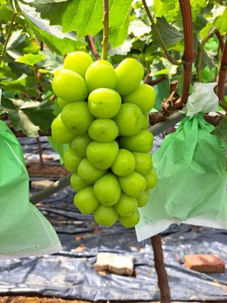 벼27765님의 9월 내 작물 자랑하기 · 참여글 작성글 사진