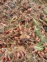 팜모닝 자유주제·건의해요 게시글 이미지